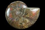 Flashy Red Iridescent Ammonite - Wide #127916-1